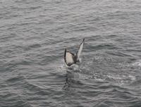 Whale Watching Tadoussac (19)