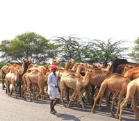 Auf dem Weg nach Ranthambore treffen wir eine Kamelherde
