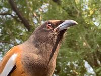 Wir werden neugierig beäugt in unserem Jeep