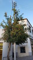 Insel Capri, Anacapri, Granatapfelbaum