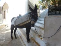 Esel im Berdorf Pyrgos auf Santorin