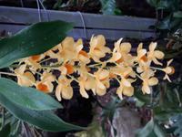 21_ Orchidee_Dendrobium