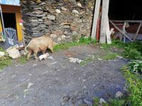 Bergdorf Ushguli, Swanetien