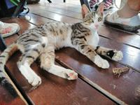 unsere nette Begleitung in Café