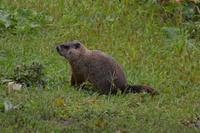 unser erstes Murmeltier