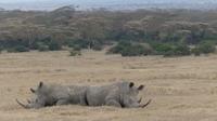 Solio Reservat Breitmaulnashorn