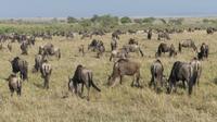 Gnuherde in der Masai Mara