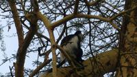 Colobusaffe in der Sopa Lodge Lake Naivasha