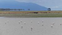 Flamingos im Amboseli NP