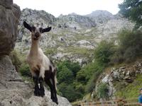 Wanderung auf der Ruta del Cares oder Cares Schlucht im Nationalpark Picos de Europa (60)