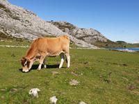 Wanderung bei den Covadonga-Seen in Picos de Europa (38)