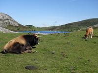 Wanderung bei den Covadonga-Seen in Picos de Europa (41)