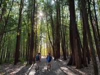 Wanderung auf dem Jakobsweg von Arzua nach Arca (1)