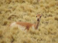 Vicunas
