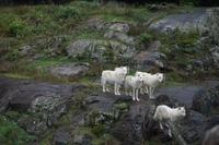 155 Park Omega Polarwölfe