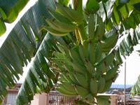 Italien - Nationalpark Cilento - Bananen in Marina di Camerota