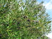 Italien - Nationalpark Cilento - Küstenwanderung an der Costa degli Infreschi, Olivenbaum 