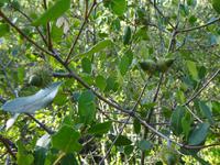 Sierra de Aracena (8)