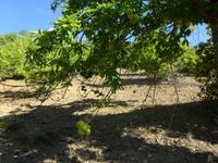 Sierra de Aracena (23)