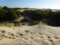 Donana (4)
