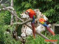 Tag 8 - 5 - Besichtigung des Zoologischen Gartens von Champrépus (8)