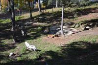 Fahrt durch den Omega-Wildpark - Schwarzwölfe