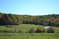 Fahrt durch den Omega-Wildpark - Bisons