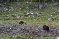 Fahrt durch den Omega-Wildpark - Schwarzbären