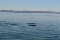 Walbeobachtung in Tadoussac - Dort sehen wir Zwergwale, Buckelwale und sogar Finnwale