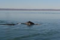 Walbeobachtung in Tadoussac - Dort sehen wir Zwergwale, Buckelwale und sogar Finnwale