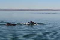 Walbeobachtung in Tadoussac - Dort sehen wir Zwergwale, Buckelwale und sogar Finnwale