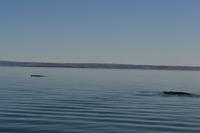 Walbeobachtung in Tadoussac - Dort sehen wir Zwergwale, Buckelwale und sogar Finnwale