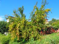 Italien - Nationalpark Cilento - Pollica