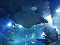 87_Malta Aquarium