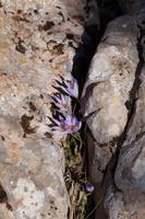 Herbstzeitlose im Torcal