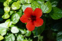 Hibiskusblüte