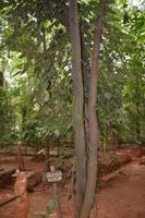 98 Gewürzgarten Matale