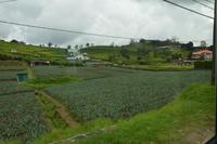 235 Nuwara Eliya