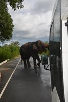 261 Highlight Elefant auf der Straße
