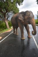 263 Highlight Elefant auf der Straße