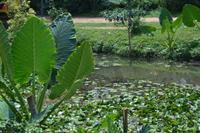 285 Landschaft Tissamaharama