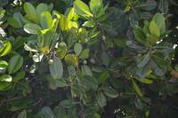 289 Landschaft Tissamaharama