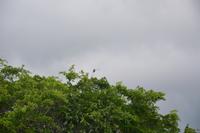 347 Safari im Yala Nationalpark