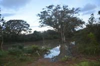 380 Safari im Yala Nationalpark