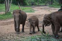 389 Elefantenwaisenhaus Udawalawe