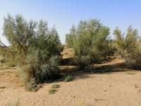 Besichtigung der Wüste während der Fahrt nach Schachrisabs, Saksaul