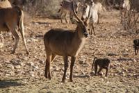 Wasserbock