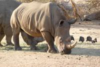 Afrika (5)