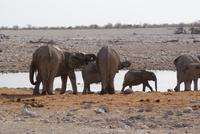 Jeepsafari Etosha Park. (7)