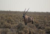 Oryx
